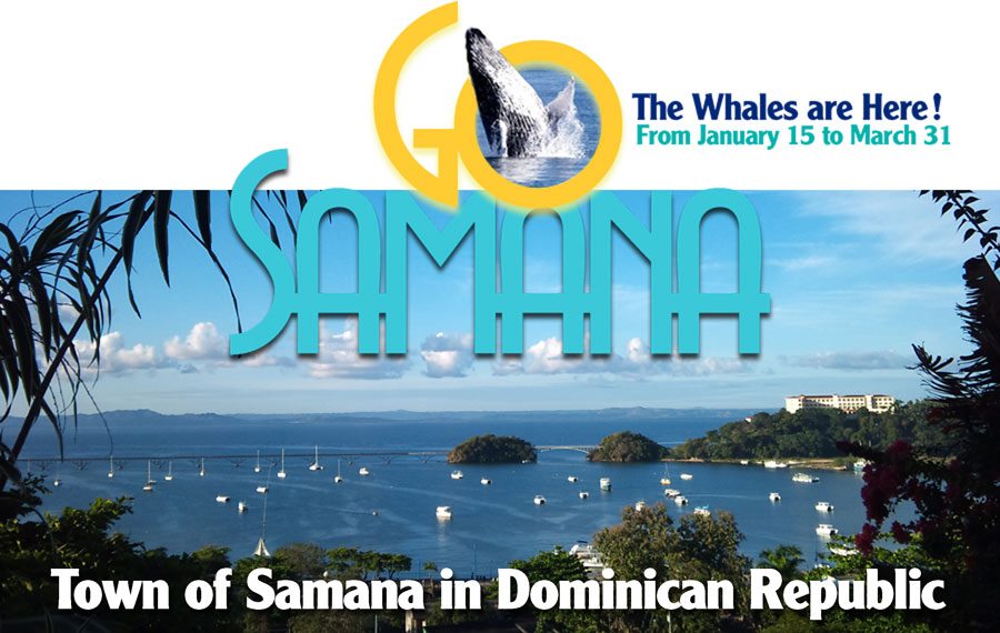 Humpback whales Samana Dominican Republic